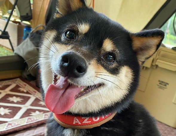 网友带柴犬去露营它太高兴,离去时却十分难过:就不可以多玩游戏几日? 网友带柴犬去露营它太高兴,离去时却十分难过:就不可以多玩游戏几日?