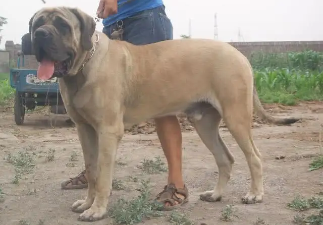 为啥别人家的马士提夫犬会接飞盘？训练方法快快学起！