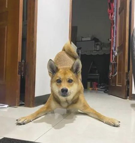 狗狗12点晚上不睡觉爽玩出轨,主人一看傻眼了 狗狗12点晚上不睡觉爽玩出轨,主人一看傻眼了