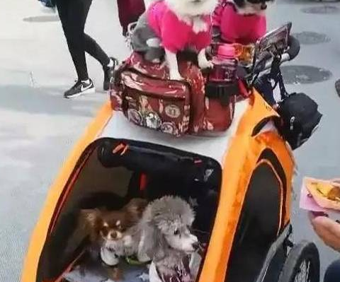 老大爷把十只狗狗当做小孩养,常常带出去玩,讨人喜欢样子惹看热闹