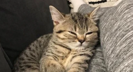 醇粹猫粮,宝藏猫粮值得拥有 醇粹猫粮,宝藏猫粮值得拥有