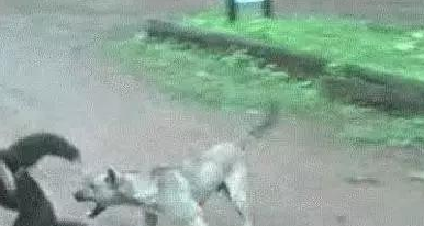悟空捉弄哮天犬，猴子调戏狗，狗一吠，猴溜得无影
