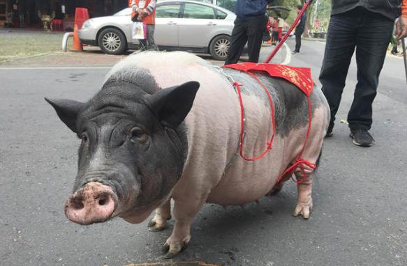 麝香猪能长多大?答案令人意外!