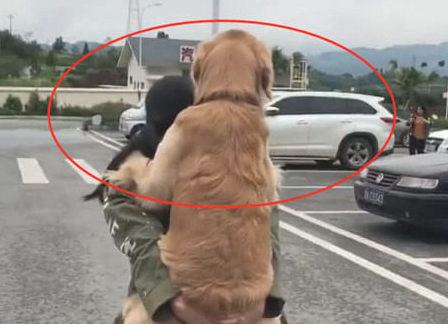 大金毛中途耍无赖不动，被主人背着后小表情好怪异，网民吐槽好欠好贱