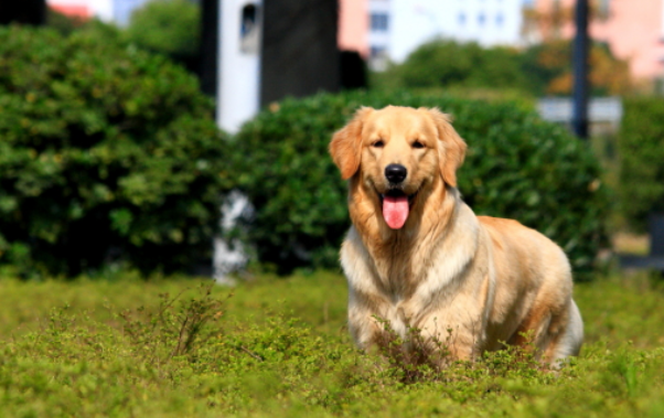 女子养了一条失明犬9年 却从来不知道狗看不见
