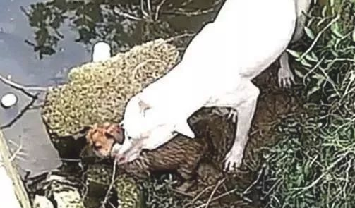 带狗狗去公园散散步，狗狗忽然跳入排水沟里，跟上去一看，快救它