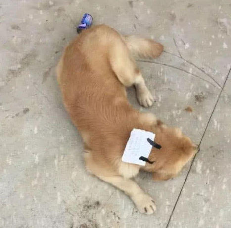 金毛狗狗下落不明12小时,一大早回家带到一封信,一看內容主人气坏掉! 金毛狗狗下落不明12小时,一大早回家带到一封信,一看內容主人气坏掉!