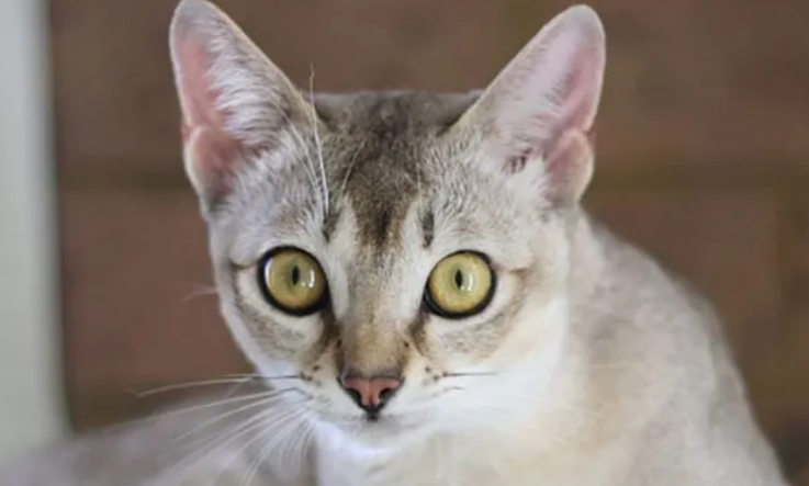 新加坡猫打呼噜怎么办?需要送医院检查吗? 新加坡猫打呼噜怎么办?需要送医院检查吗?