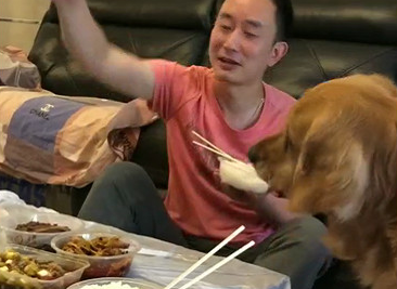 史上最牛蠢的金毛狗狗,主人家一直抓气体给它吃它吃的津津乐道,还淌口水 史上最牛蠢的金毛狗狗,主人家一直抓气体给它吃它吃的津津乐道,还淌口水