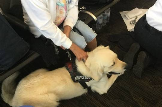 机场服务项目犬办理托运前,忽然出现意外生产,网民:狗狗并没有产假吗! 机场服务项目犬办理托运前,忽然出现意外生产,网民:狗狗并没有产假吗!