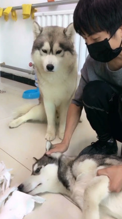 哈士奇拆家被主人惩罚,一旁的阿拉斯加看不下去,向主人家道歉! 哈士奇拆家被主人惩罚,一旁的阿拉斯加看不下去,向主人家道歉!