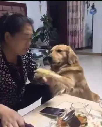 金毛见到主人吃玉米，一瞬间急了，結果没一会儿就立即夺走玉米！