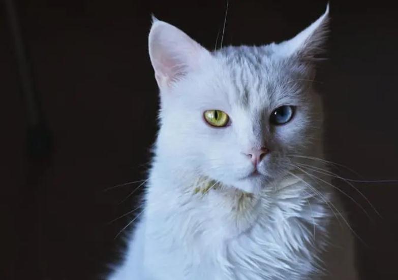 猫大便有密密麻麻白色虫是怎么回事 猫大便有密密麻麻白色虫是怎么回事