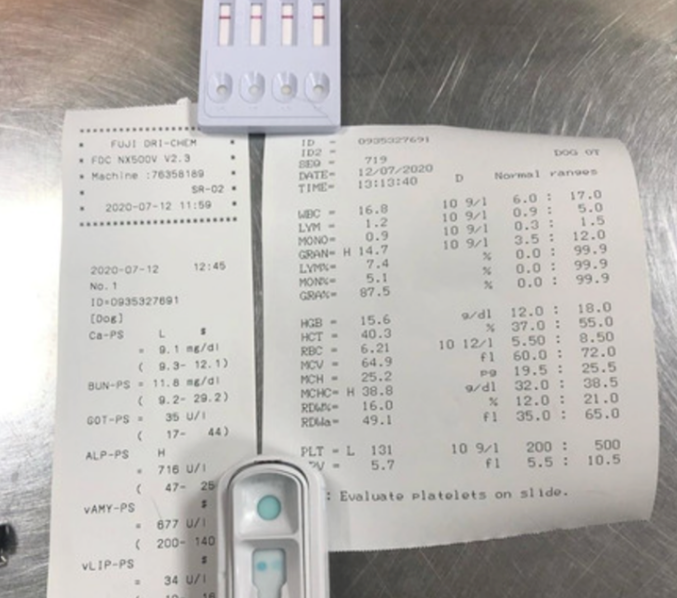 狗狗忽然倒在卧房，一动不动，最终主人家才发觉，竟然自身害了它！