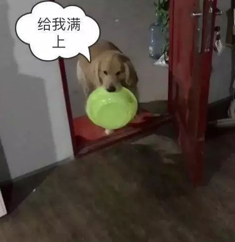开饭啦，金毛叼着小盆冲过来，一见到主人给的食材，赶忙掉头就跑