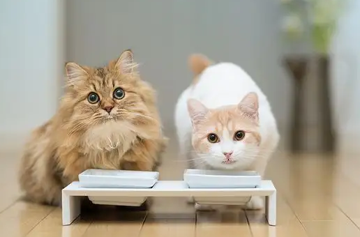 秋季养猫的注意事项有哪些?铲屎官快学习一下! 秋季养猫的注意事项有哪些?铲屎官快学习一下!