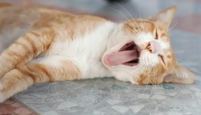猫咪呼吸比较急促但是身体状态很好