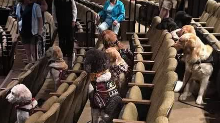 剧院挤满看戏狗狗…原来在受训网热赞：很多人类也该上这堂课