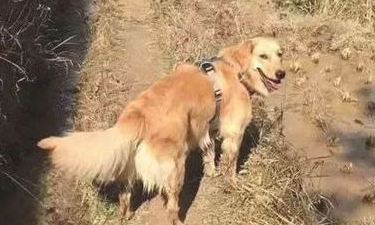 金毛原是村中一霸，自打被小宝宝欺压后，每日都很抑郁