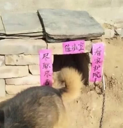 送奶奶一只狗狗，见到狗狗的窝后，笑到胃抽筋：大佬，求带！