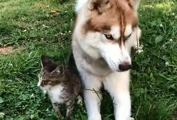 自打有一只小奶猫在,呆萌的二哈就不折腾,还很奇妙地平静下来!
