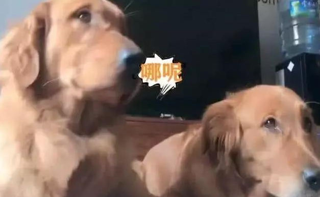 二只金毛靠在一块入睡，主人恶作剧喊地震灾害，吓坏小狗