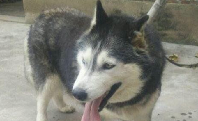 二哈与柯基弄出爱的火花,生出的宝贝腿虽短,智力却很在线 二哈与柯基弄出爱的火花,生出的宝贝腿虽短,智力却很在线
