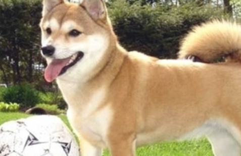 把柴犬送到父母家一段时间,去接的情况下惊倒,柴犬:不跟你回家了 把柴犬送到父母家一段时间,去接的情况下惊倒,柴犬:不跟你回家了