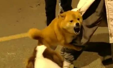 柴犬整体实力诠释，什么是“狗仗人势”，可把围观的人笑哭了