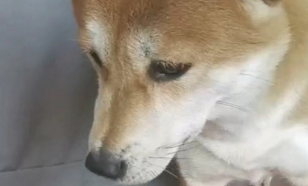 主人家做红烧肉不成功,把黑黢黢的肉端给狗狗吃,狗狗的小表情会亮 主人家做红烧肉不成功,把黑黢黢的肉端给狗狗吃,狗狗的小表情会亮