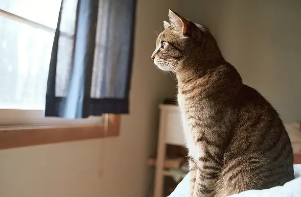 公猫一个月可以配几只猫 公猫一个月可以配几只猫