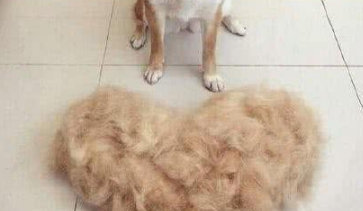 只是习惯性的给家里的柴犬梳毛,没想到给自己梳出了件狗毛大衣 只是习惯性的给家里的柴犬梳毛,没想到给自己梳出了件狗毛大衣
