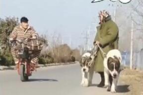 女人包包被恶人抢，二只狗狗帮讨回，結果狗主人悲剧了！