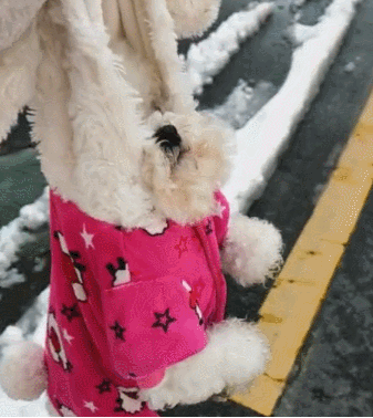 狗狗和主人去堆雪人，输掉以后，那样耍无赖不愿回家！