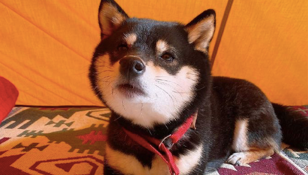 网友带柴犬去露营它太高兴,离去时却十分难过:就不可以多玩游戏几日? 网友带柴犬去露营它太高兴,离去时却十分难过:就不可以多玩游戏几日?