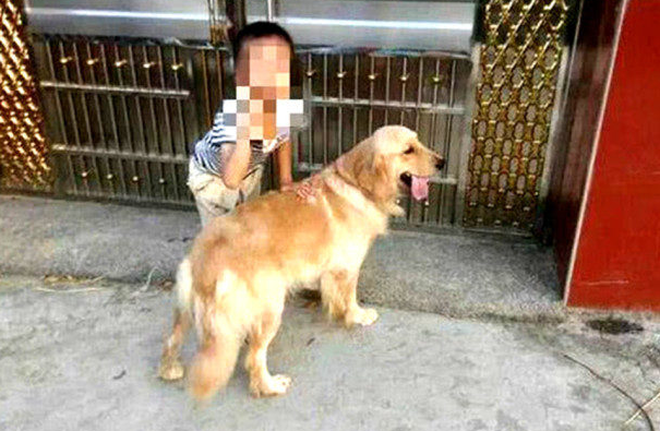 小宝宝拿金毛绘画，金毛立即换了个种类，妈妈回家了差点儿没认出