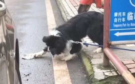 驾驶员一不小心挤扁了边牧的狗盆，狗狗扒着碗“碰瓷儿”