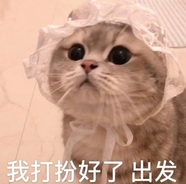 养猫攻略,老司机带你了解伟嘉猫粮 养猫攻略,老司机带你了解伟嘉猫粮