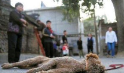 二十多只宠物狗意外身亡 竟然人为所致