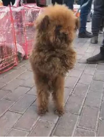 小伙捡到只小泰迪,强制让它拱手一小时,狗狗发抖的模样让人心痛 小伙捡到只小泰迪,强制让它拱手一小时,狗狗发抖的模样让人心痛