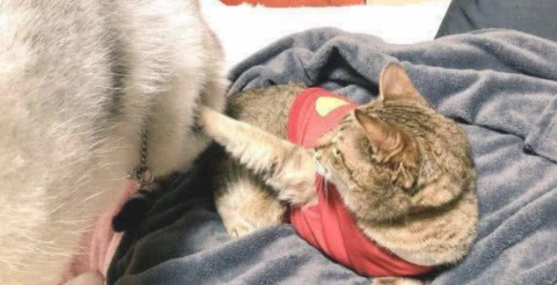 怂怂的二哈被小猫咪不经意踢到,竟把脸埋在褥子里痛哭 怂怂的二哈被小猫咪不经意踢到,竟把脸埋在褥子里痛哭