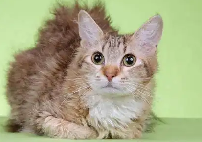 电烫卷猫毛发护理方法是什么?不知道的快来看看! 电烫卷猫毛发护理方法是什么?不知道的快来看看!