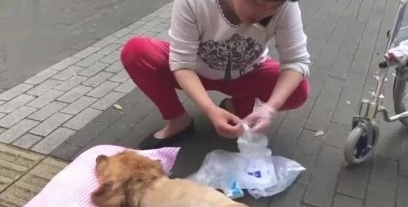 金毛术后恢复,每天躺在改裝残疾轮椅上兜兜风,找对主人很重要! 金毛术后恢复,每天躺在改裝残疾轮椅上兜兜风,找对主人很重要!