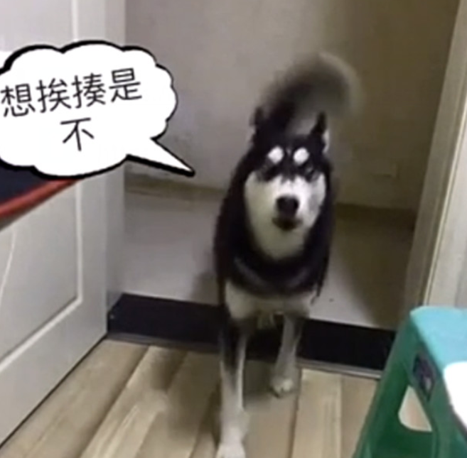 铲屎官迟迟不煮饭，哈士奇差点儿贴近奔溃