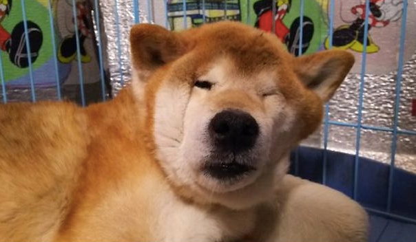 柴犬一觉醒来,大圆脸睡变成不规律样子,狗:如何觉得我好方啊! 柴犬一觉醒来,大圆脸睡变成不规律样子,狗:如何觉得我好方啊!