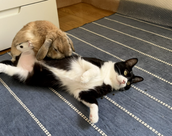 养了一只猫,又养了一只小兔子…于是猫猫就有了小兔子背包! 养了一只猫,又养了一只小兔子…于是猫猫就有了小兔子背包!