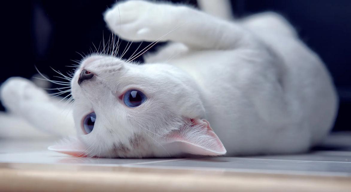 小猫大便带血是是什么原因