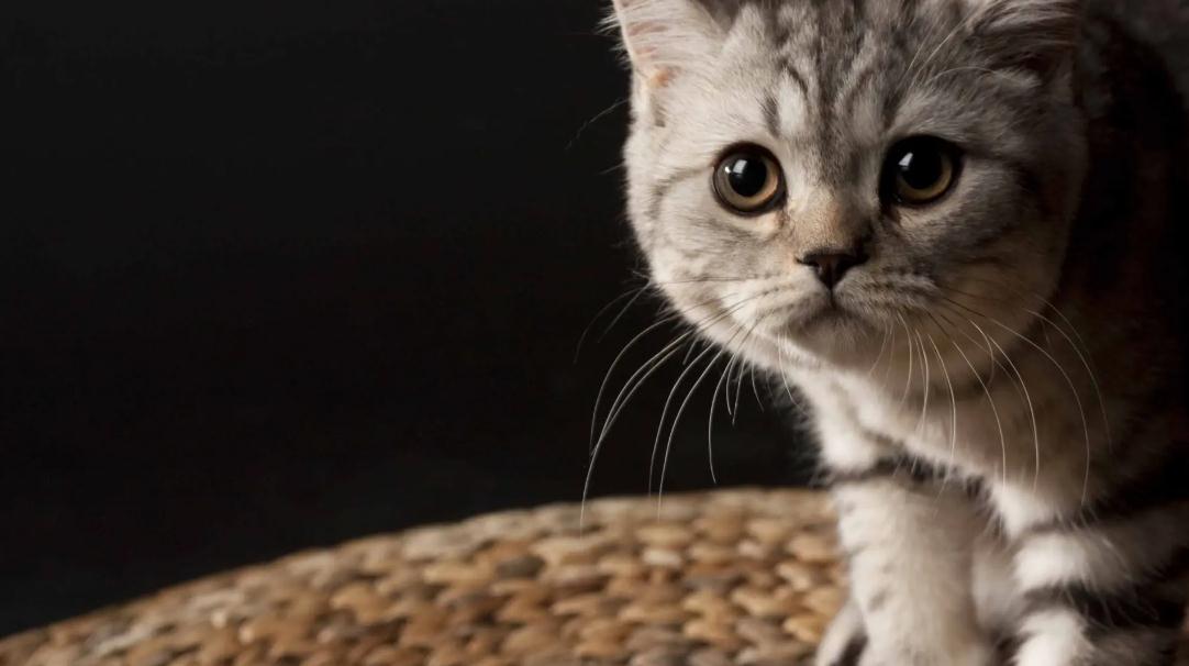 猫咪黄疸不吃不喝能可以坚持多久