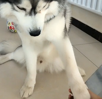 二哈不愿服药,主人只有开大,狗子见机行事的行为令人笑出内伤 二哈不愿服药,主人只有开大,狗子见机行事的行为令人笑出内伤
