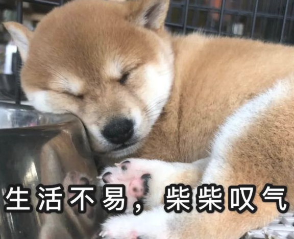 柴犬为了更好地用餐施展使出浑身解数，层出不穷，铲屎官：我服输